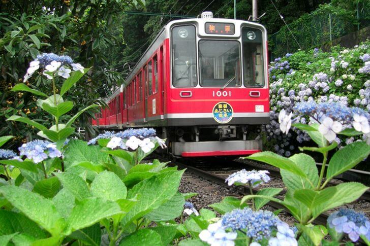 車窓から、沿線に咲くあじさいを楽しめることで人気。