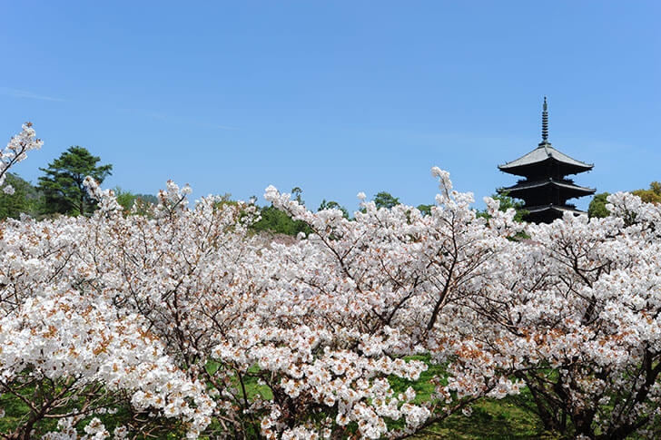 仁和寺の御室桜。御室有明(おむろありあけ)という品種で、国の名勝に指定されています。