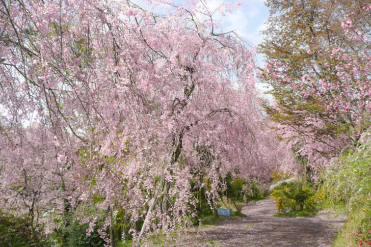原谷苑。園主やスタッフが丁寧に手入れした花々にうっとり。