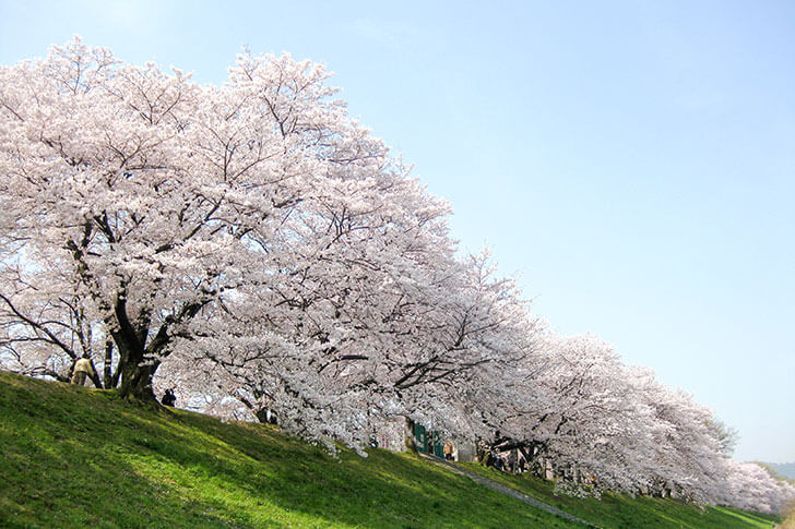 1.4㎞もつづく、背割堤の「桜のトンネル」。関西屈指の桜スポットです。