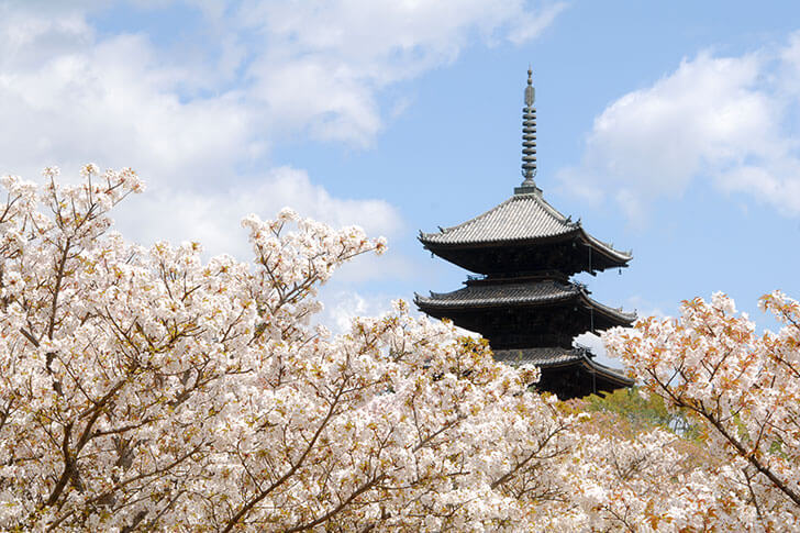 仁和寺の桜。桜の中に五重塔が映える。