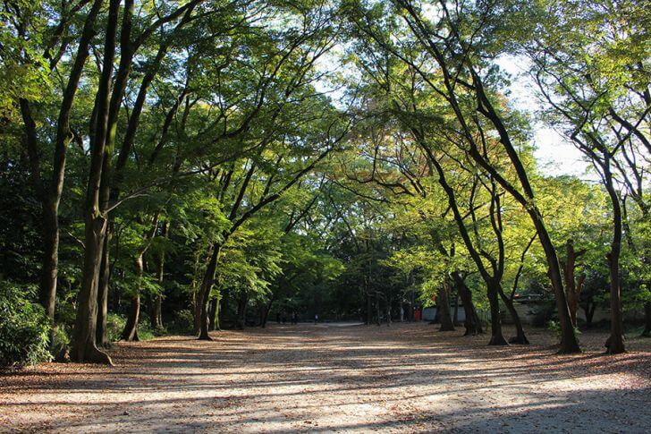 糺（ただす）の森と呼ばれている敷地の広さは、なんと12万4000平方ｍ！