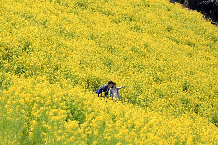 菜の花が咲くマザー牧場
