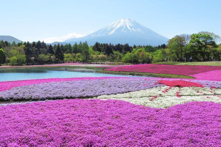 一面ピンクの花じゅうたん！富士芝桜まつり