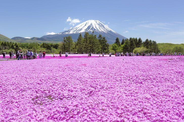 富士芝桜まつりの様子