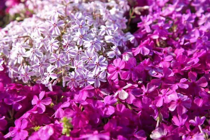 一輪一輪は小さく、可憐な花を咲かせる芝桜。最盛期は5月上旬～5月中旬。