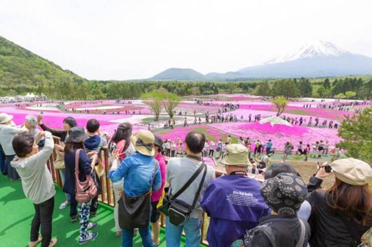 展望台からの景色。芝桜の全景を一望できるベストスポットです。