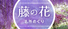 藤の花名所めぐり