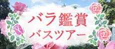 バラ観賞