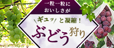 ぶどう狩り