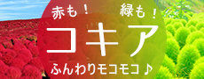 コキア鑑賞