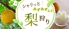 梨狩り