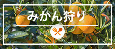 みかん狩り