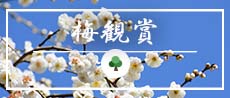 梅観賞