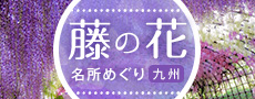藤の花名所めぐり