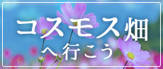 コスモス観賞