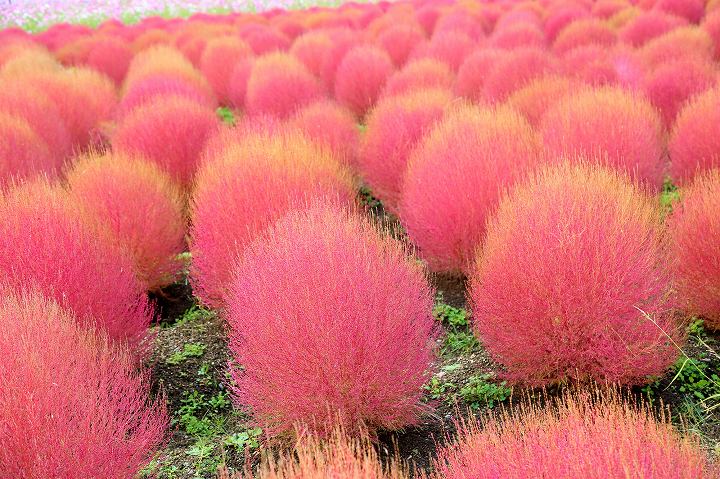 夏から秋にかけては、ピンクの花畑が広がる。