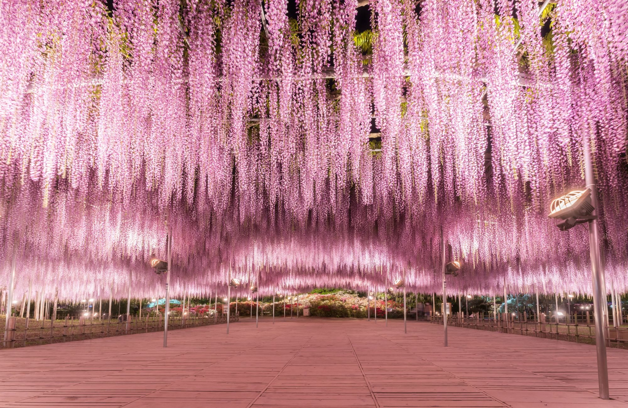 あしかがフラワーパークの藤