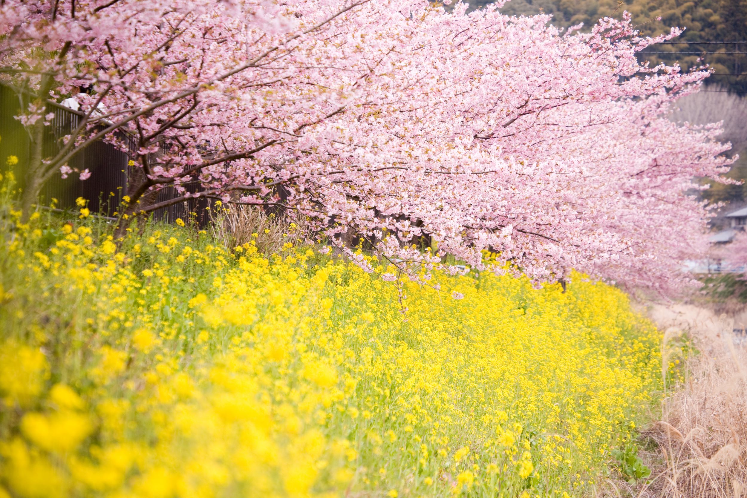 河津桜と菜の花