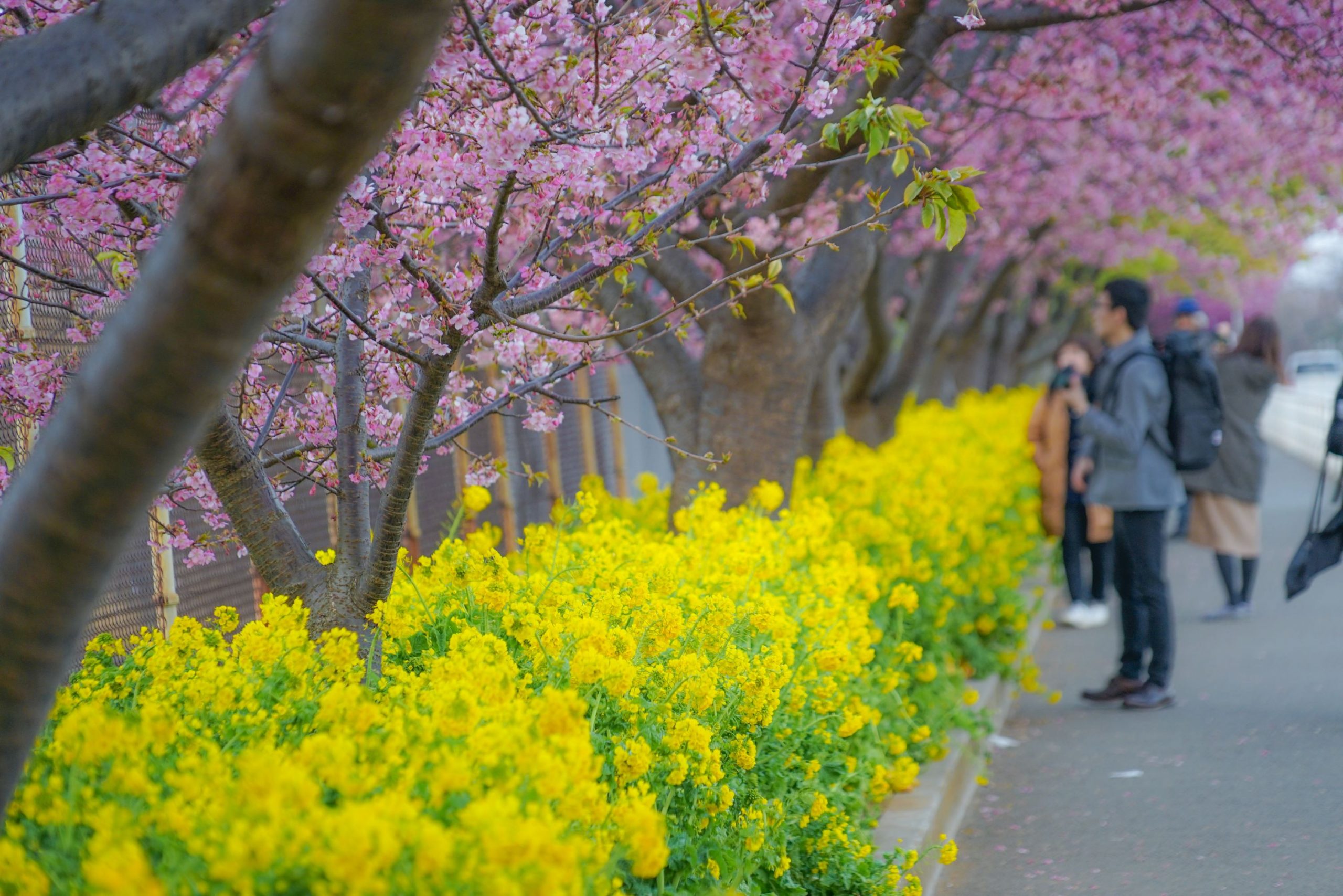 河津桜を眺める人