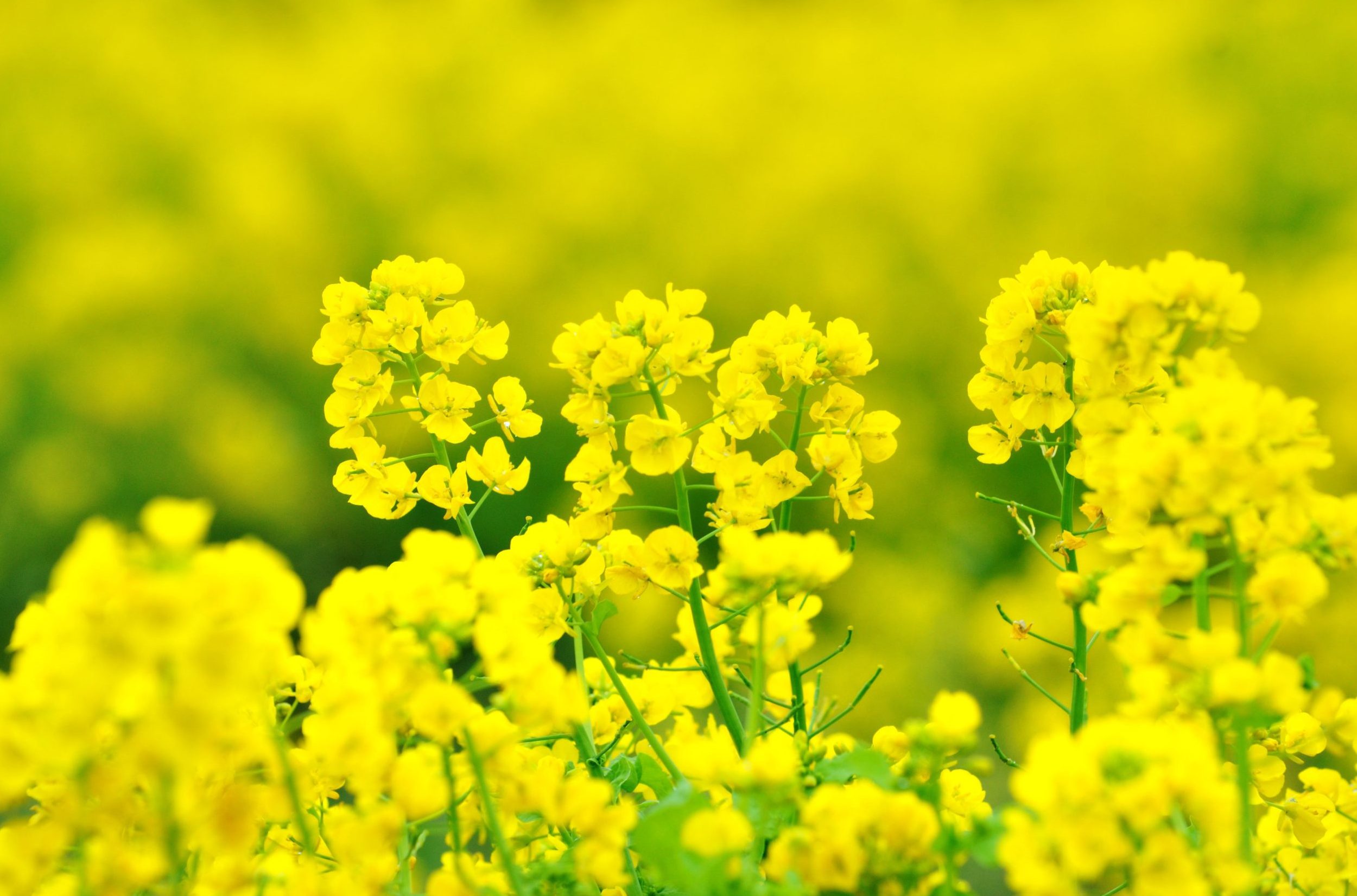 菜の花