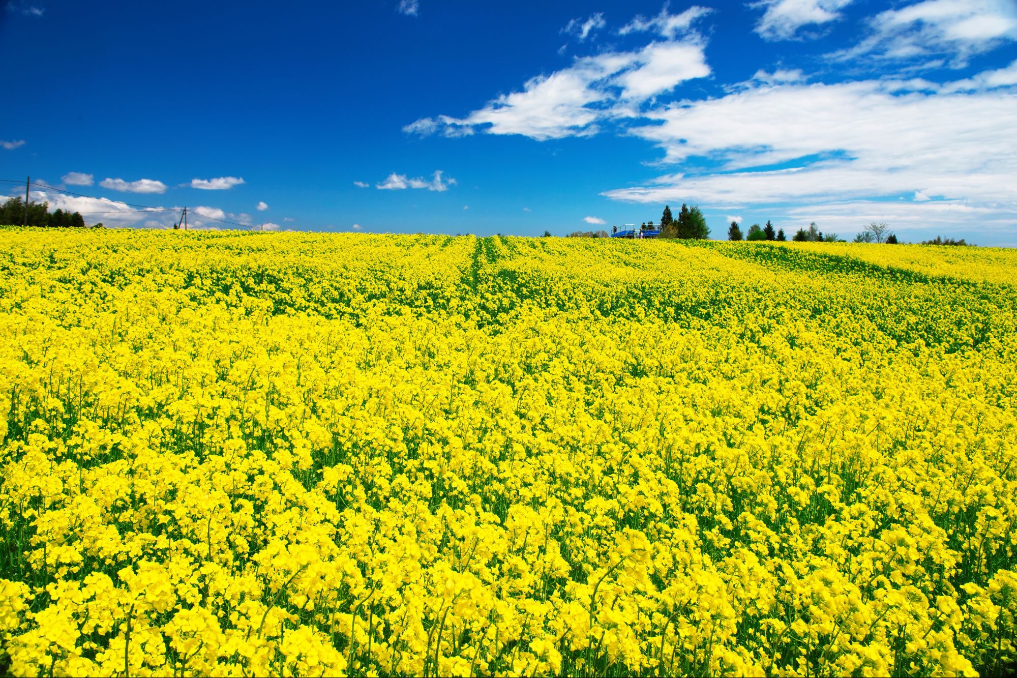 マザー牧場の菜の花