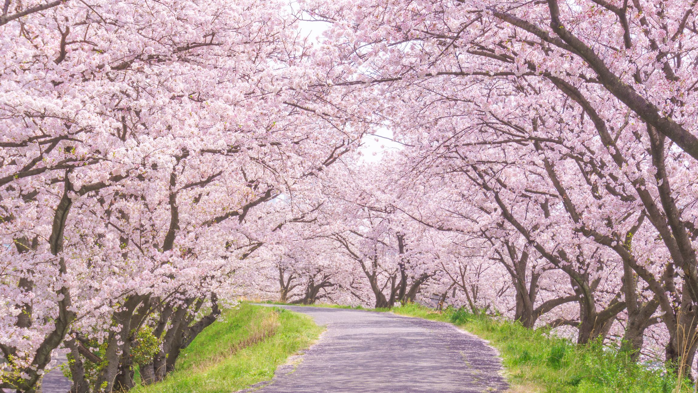 東京の桜