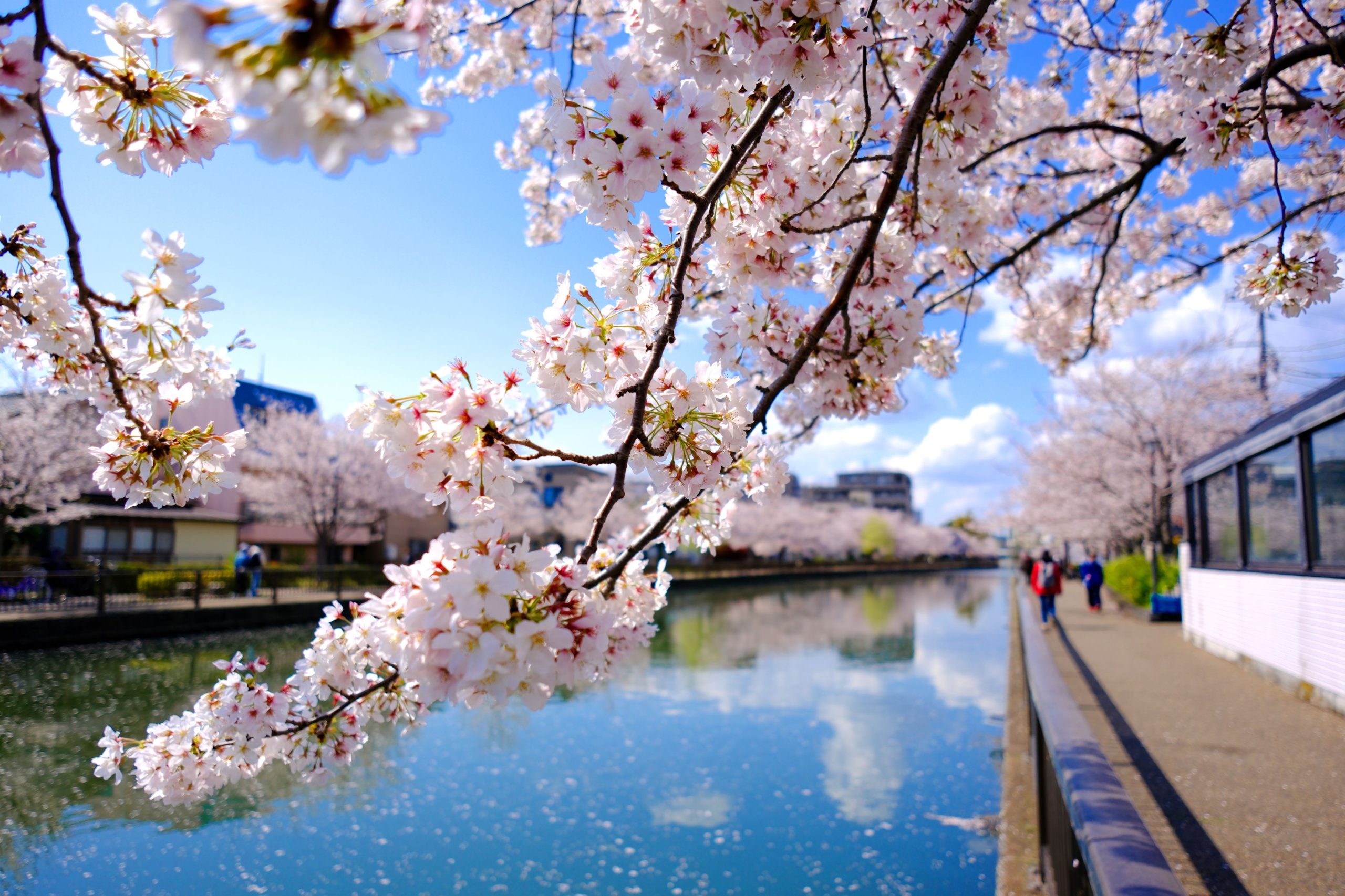 桜