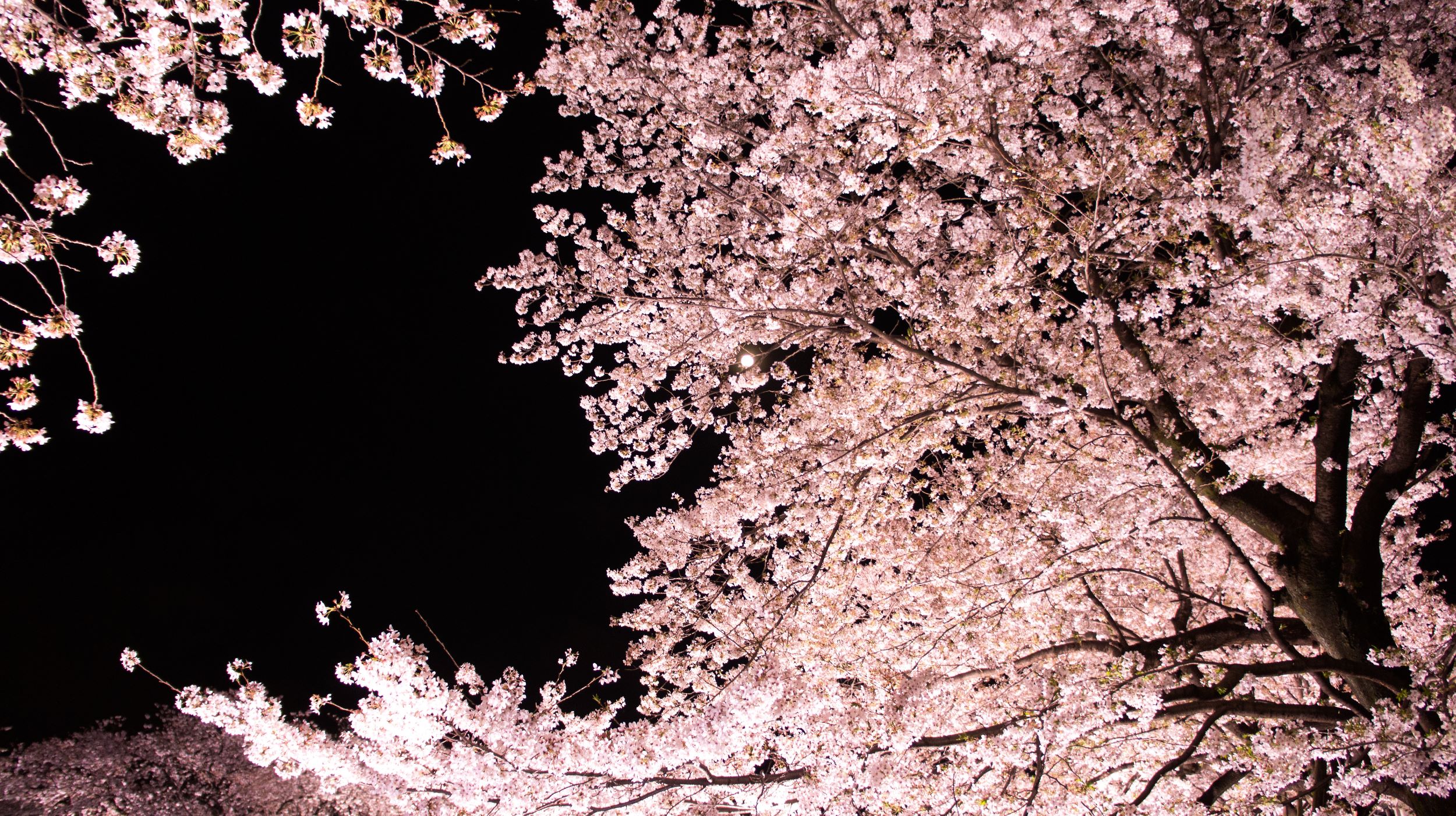 東京の桜