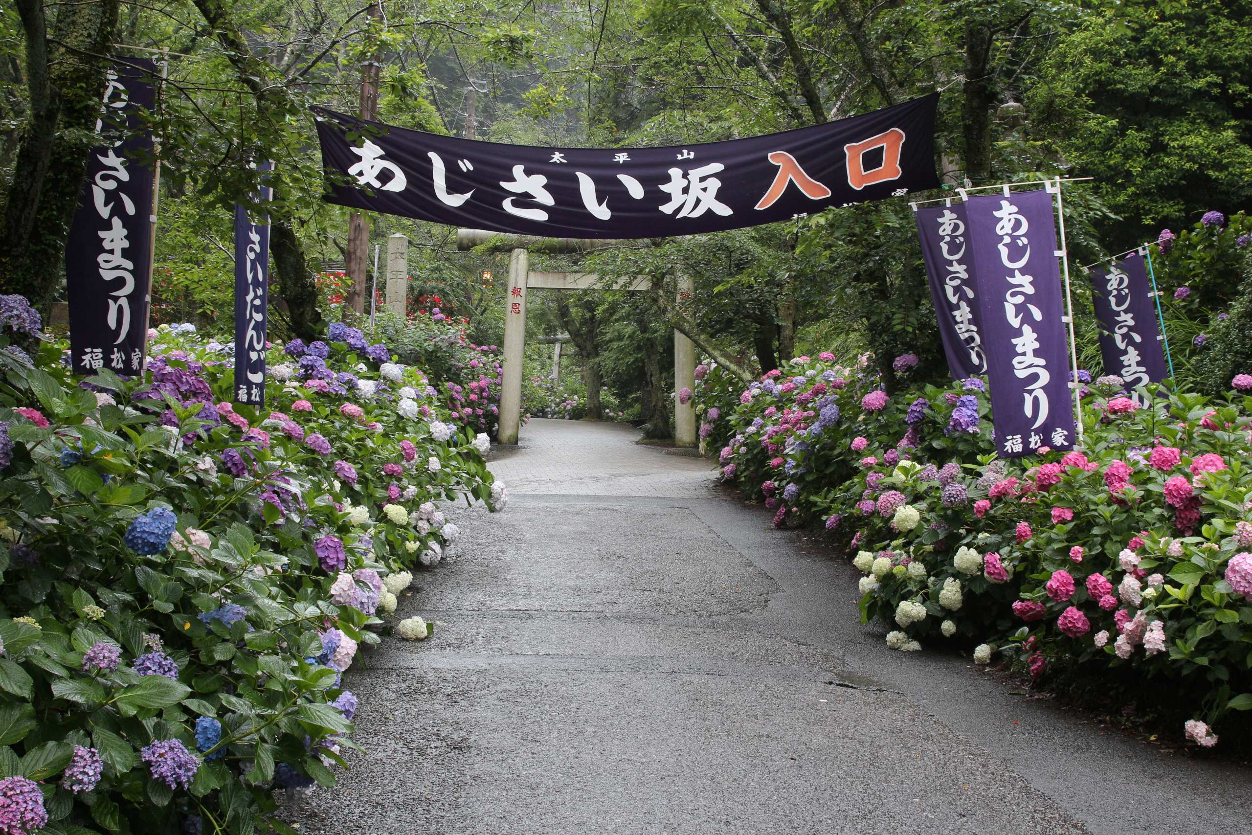 太平山あじさい坂
