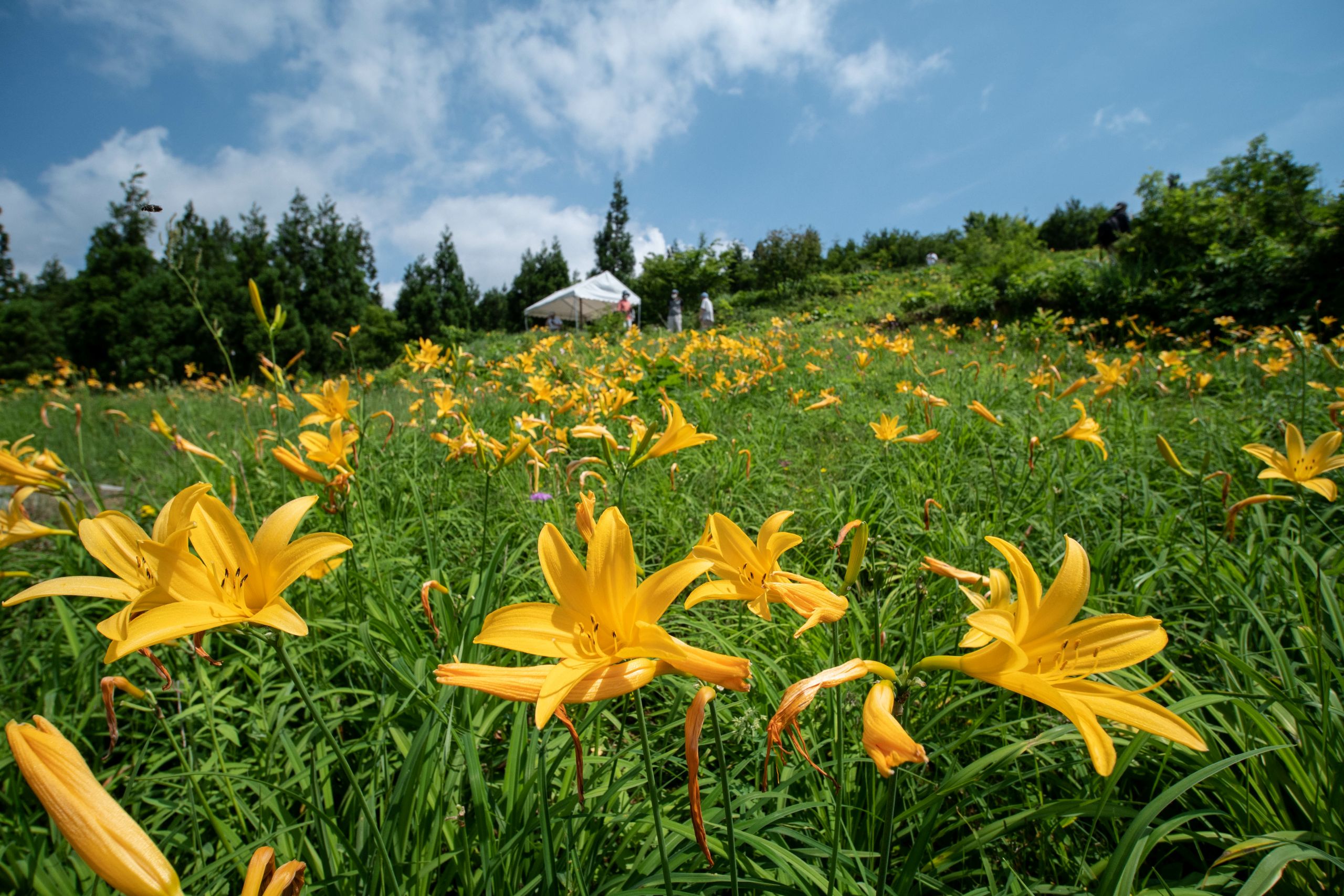 白山高山植物園