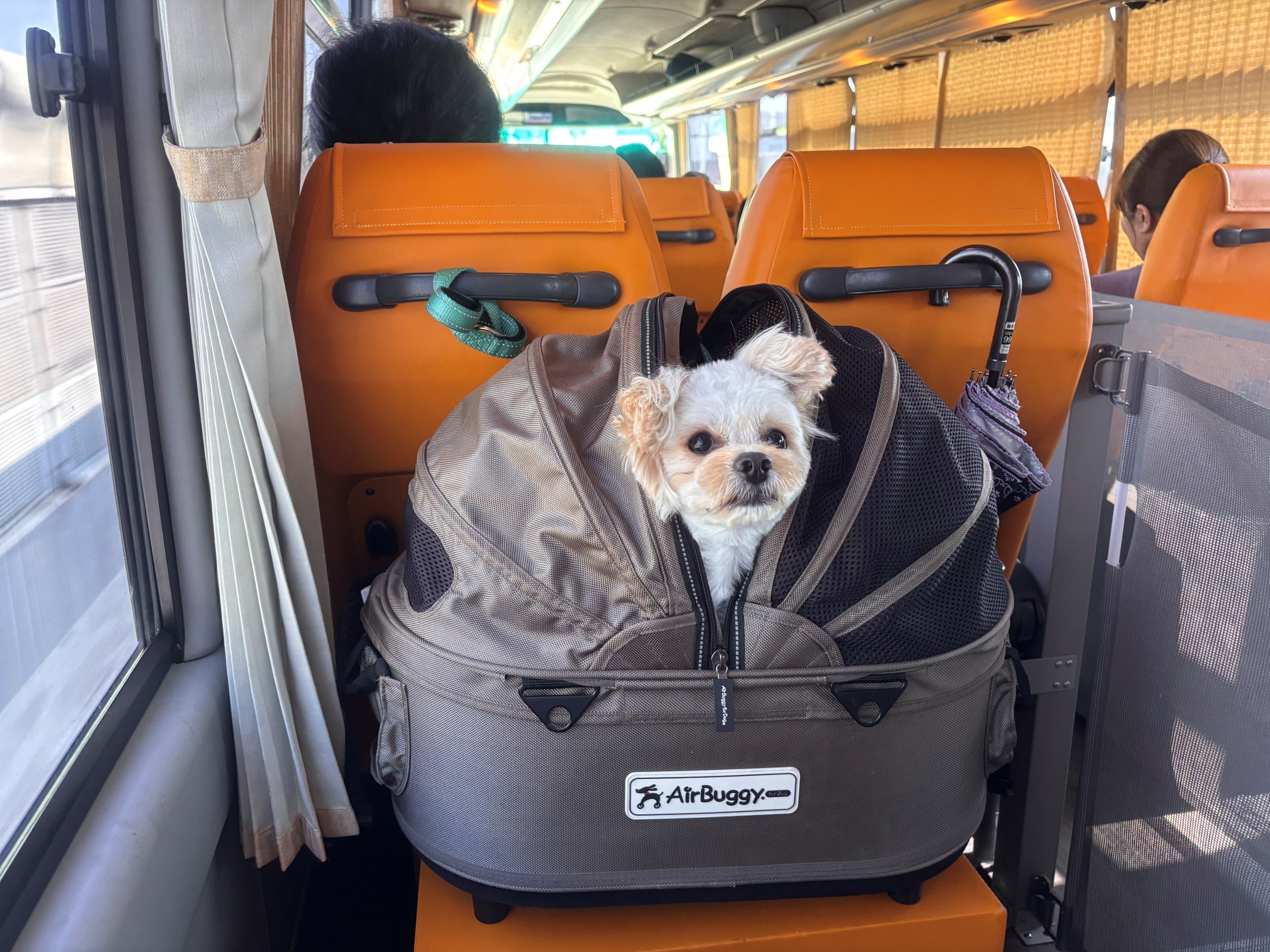 犬と行くバスツアー｜世界に一つだけのワンちゃん専用バスで行く！避暑地の那須で過ごす夏休み2日間【モニターツアー】