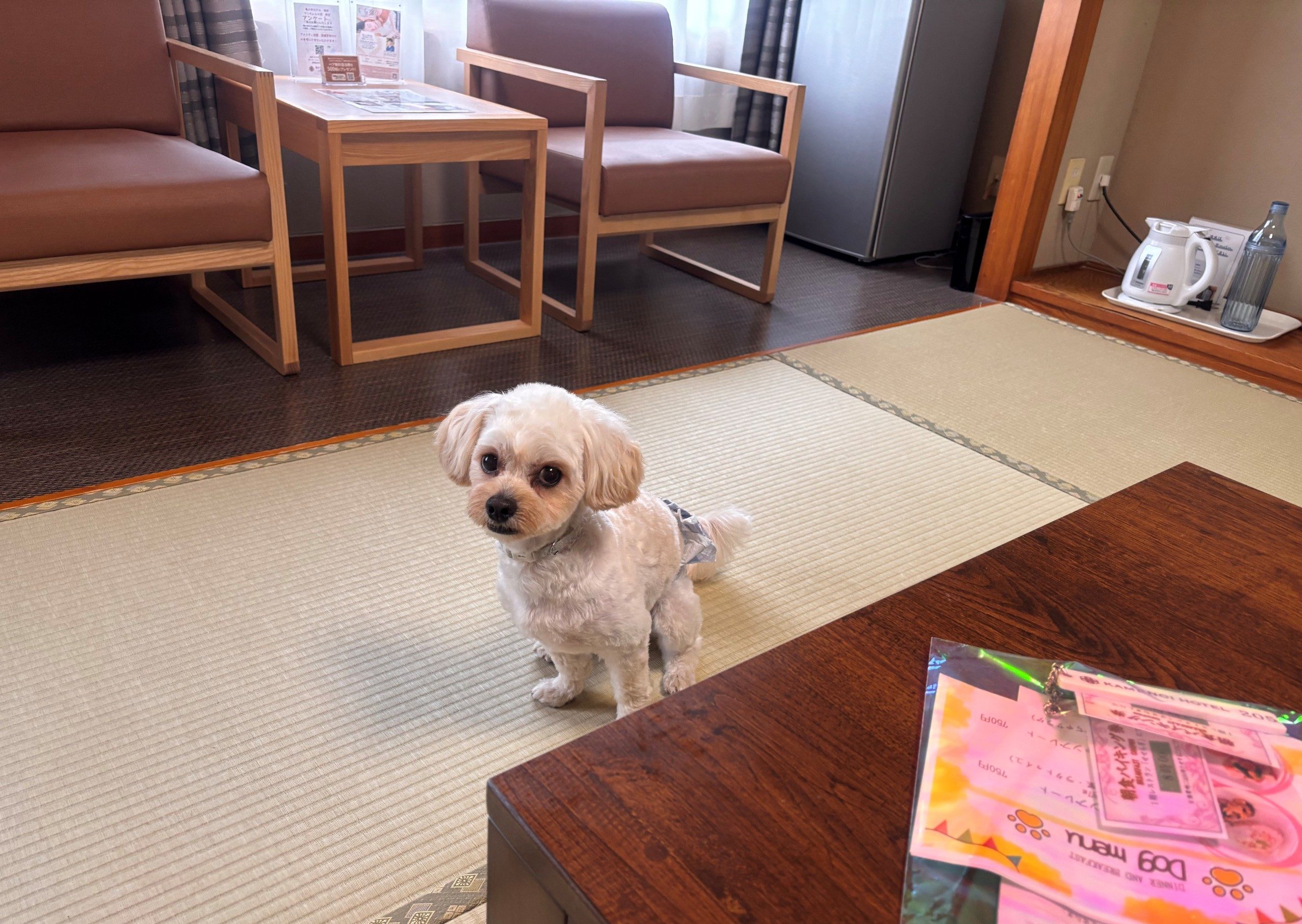 客室でくつろぐワンちゃん