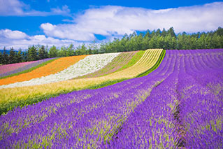 富良野市でレンタカー利用時はたびらいが便利な理由