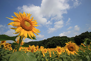 広島北部（三次・芸北）でレンタカーを借りるならたびらいが便利