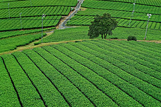 福岡南部（筑後･久留米･大牟田）でレンタカーを借りるならたびらいが便利