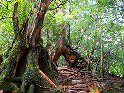 屋久島