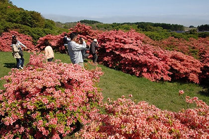 エゾヤマツツジなどが咲き乱れる山