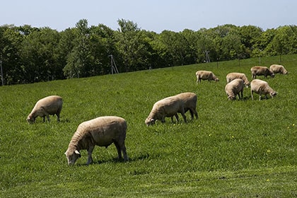 丘陵地で草を食む羊たちの群れ