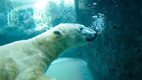 旭山動物園を目指して走る～動物園をはじめ、日本酒やスイーツなど、旭川の名物をまるごと体験～