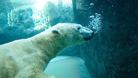 旭山動物園を目指して走る