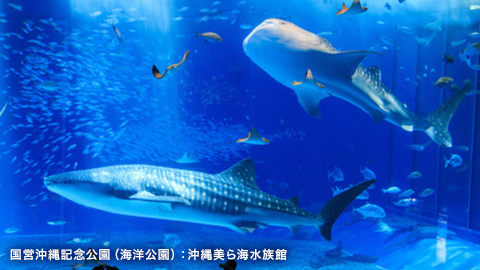 沖縄の自然を肌で感じるヒーリング旅行