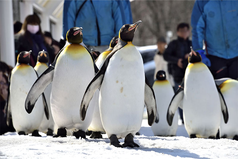 旭川の旭山動物園