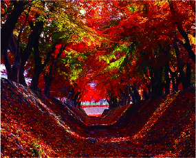 富士河口湖紅葉まつり画像