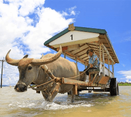 離島ツアー・乗船券(石垣島発)のアクティビティプラン一覧
