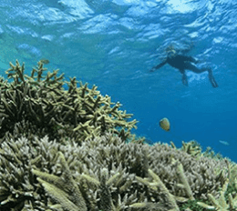 宮古島シュノーケリング