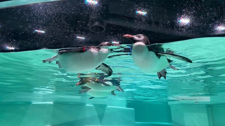 札幌の新スポット！都市型水族館「AOAO SAPPORO」