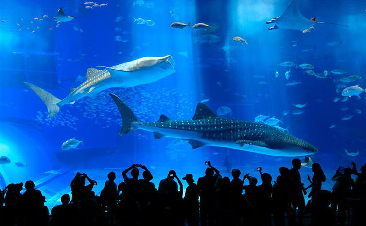 美ら海水族館に近い リゾートホテル5選 たびらい 美ら海水族館に近い リゾートホテル5選 たびらい