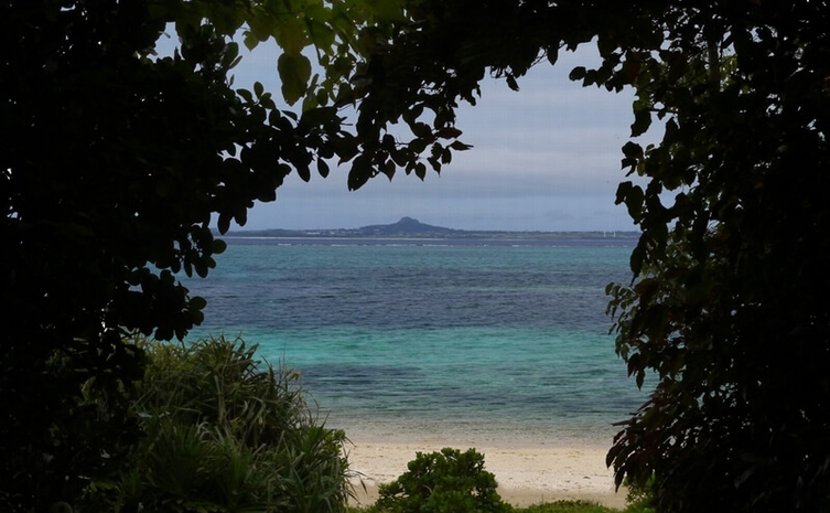 フクギ並木と海