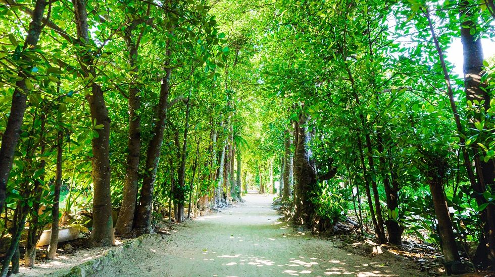 沖縄備瀬のフクギ並木